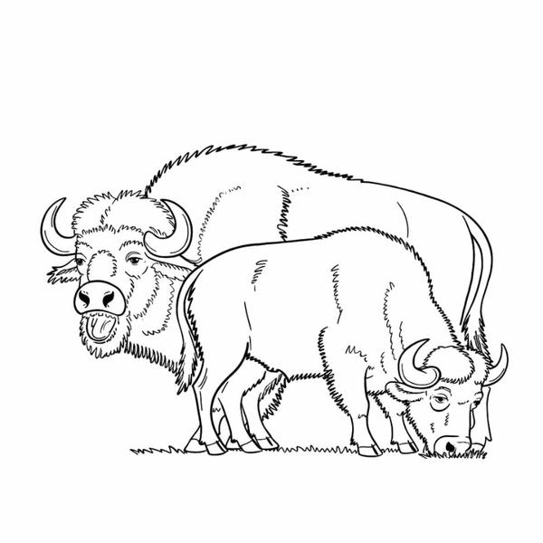 tô màu con trâu 26