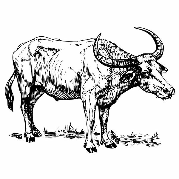 tô màu con trâu 5