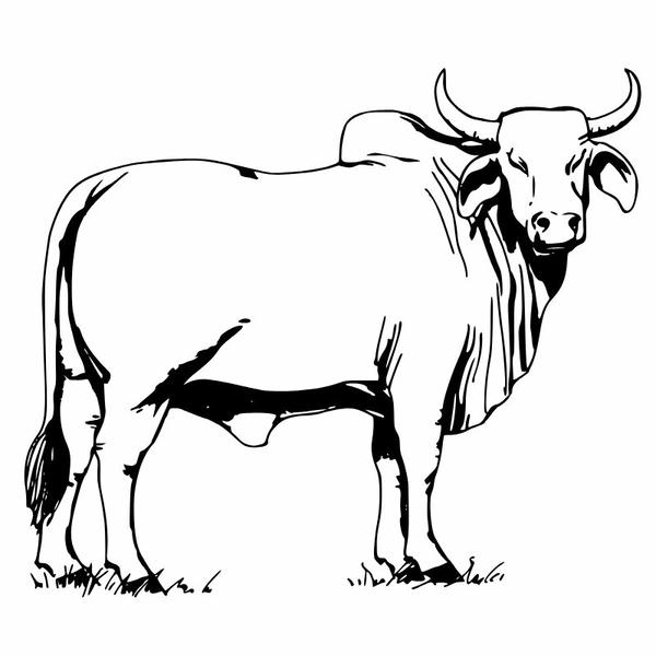 tô màu con trâu 8