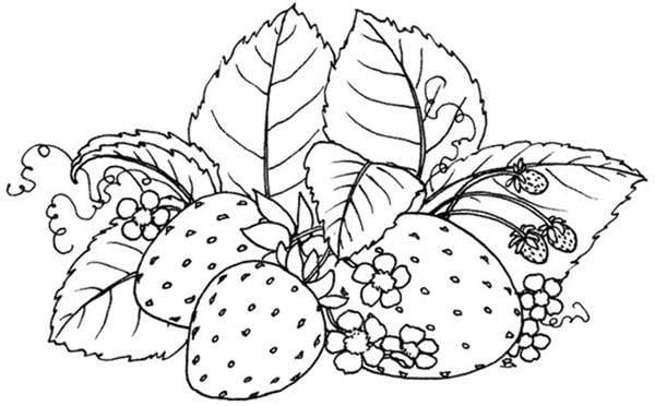 tô màu quả dâu tây 1