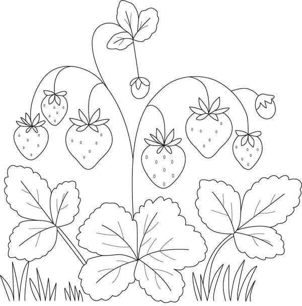 tô màu quả dâu tây 4