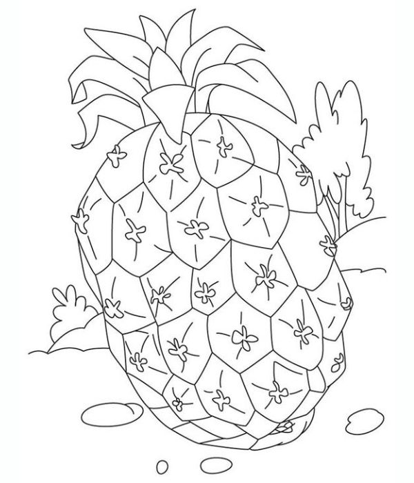 tô màu quả dứa 26