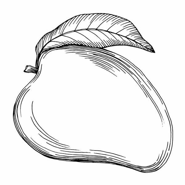 tô màu quả xoài 23