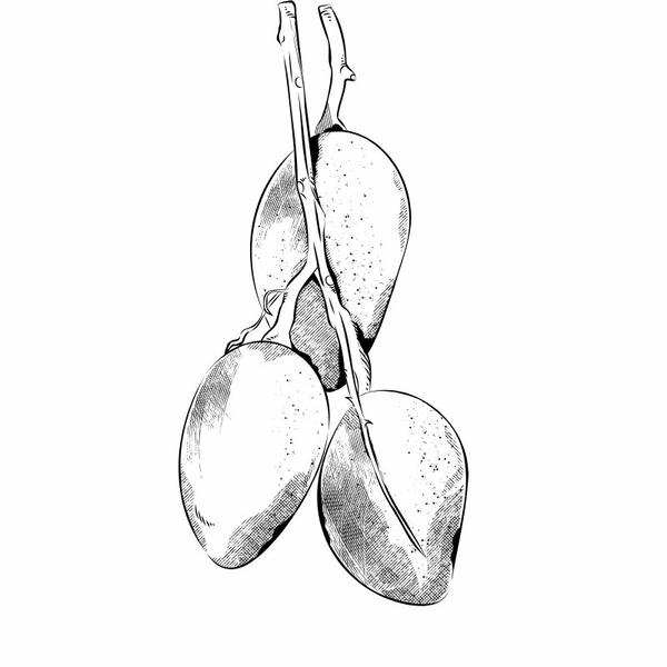 tô màu quả xoài 26