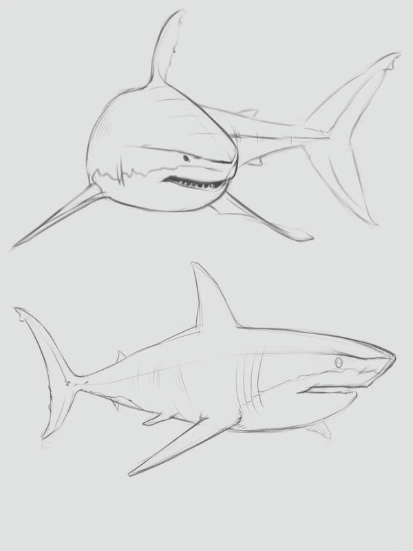 tranh cá mập tô màu