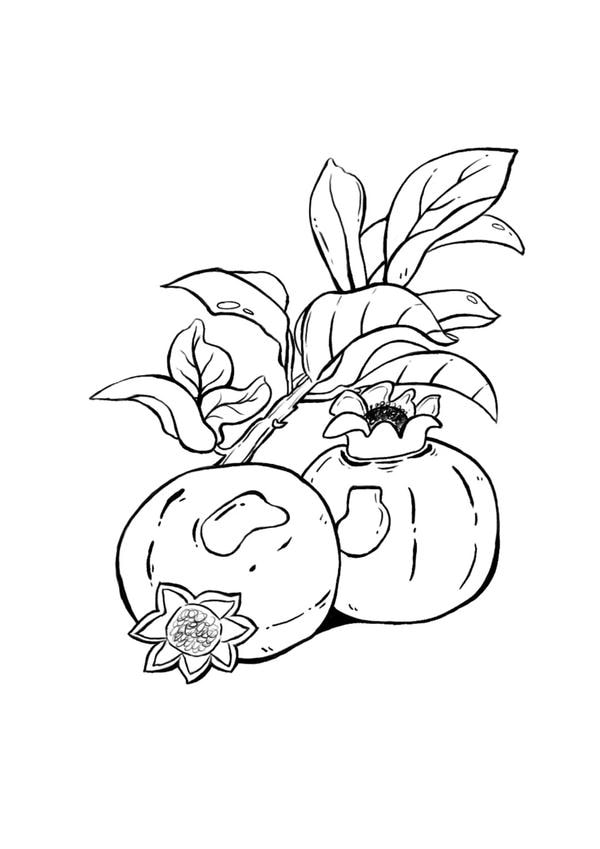 tranh tô màu các loại quả 21