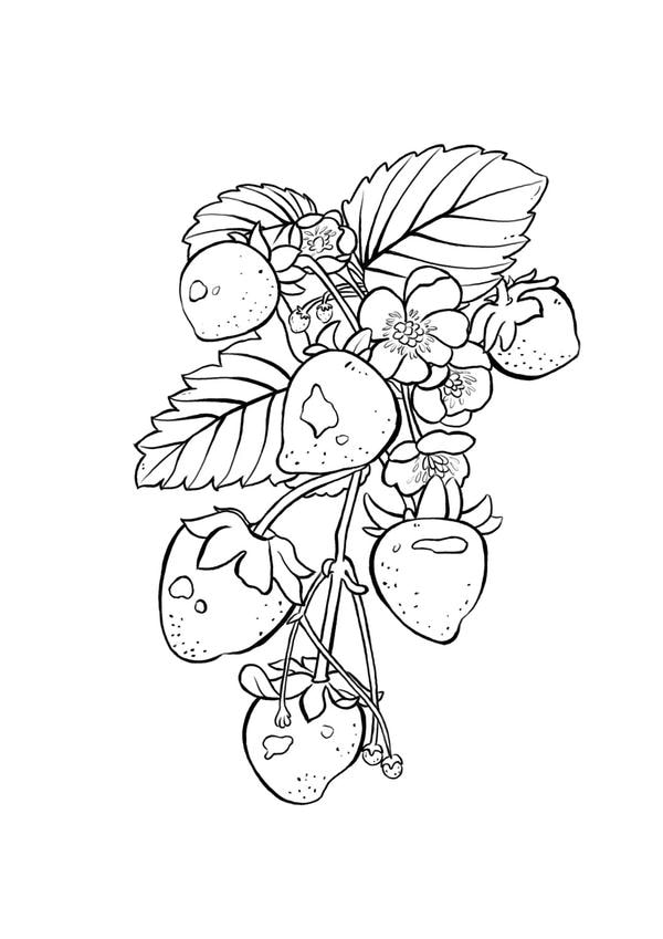 tranh tô màu các loại quả 22