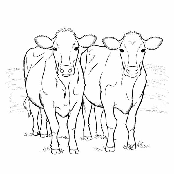 tranh tô màu con bò 22