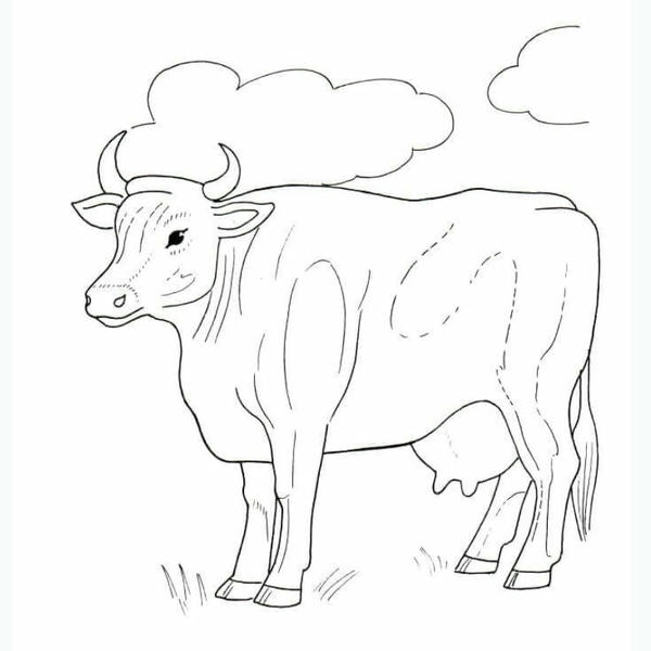 tranh tô màu con bò 28