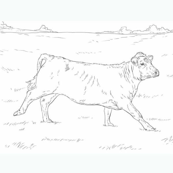 tranh tô màu con bò 29