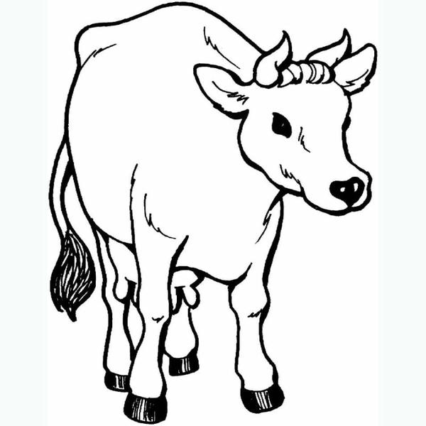 tranh tô màu con bò 30