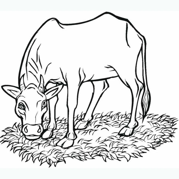 tranh tô màu con bò 32