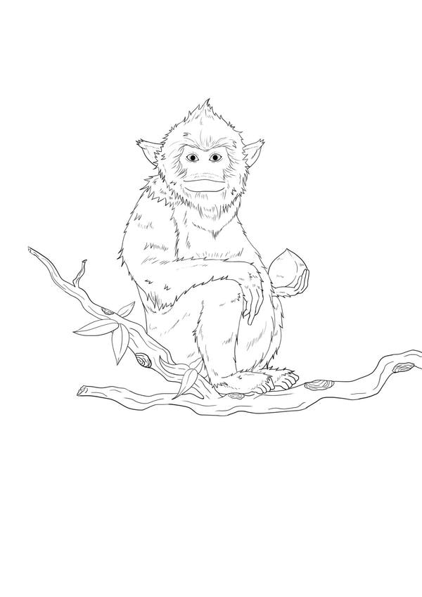 tranh tô màu con khỉ 22