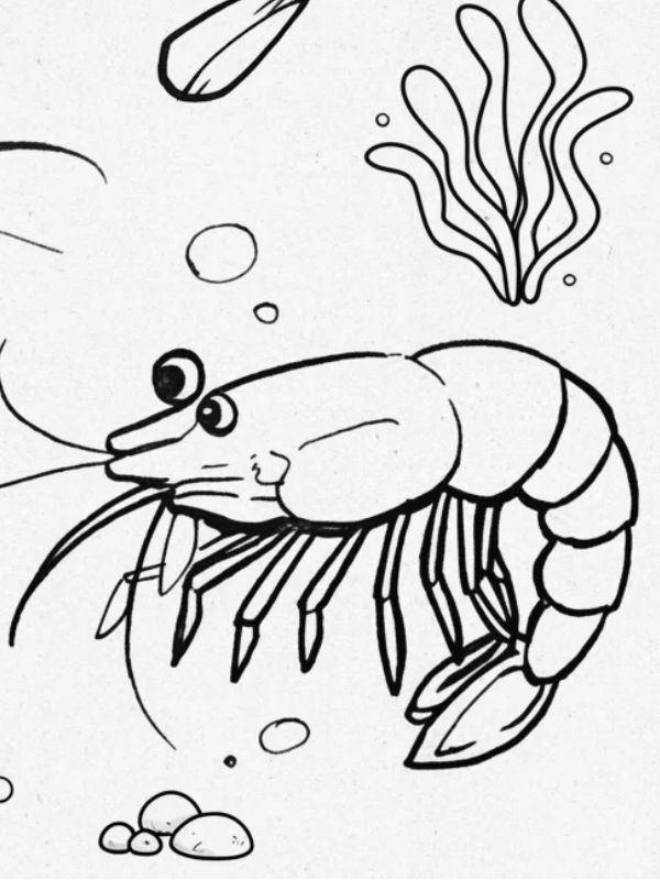 tranh tô màu con tôm 19