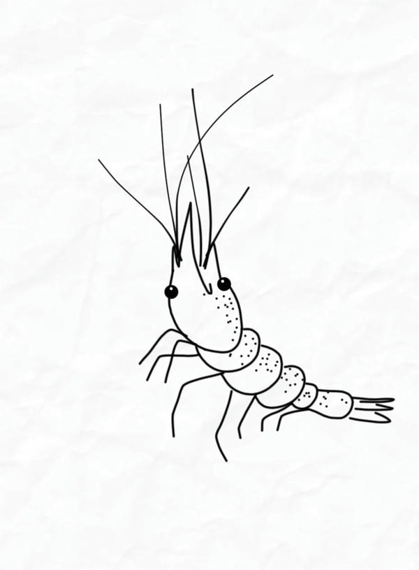 tranh tô màu con tôm 27