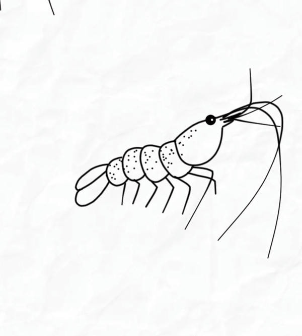 tranh tô màu con tôm 31