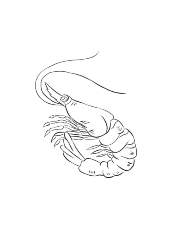 tranh tô màu con tôm 5