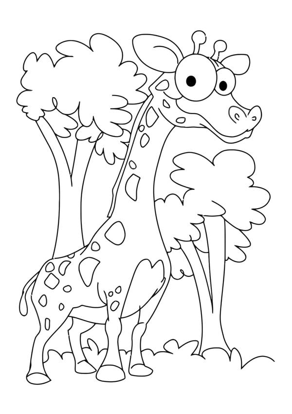 tranh tô màu con vật sống trong rừng 25