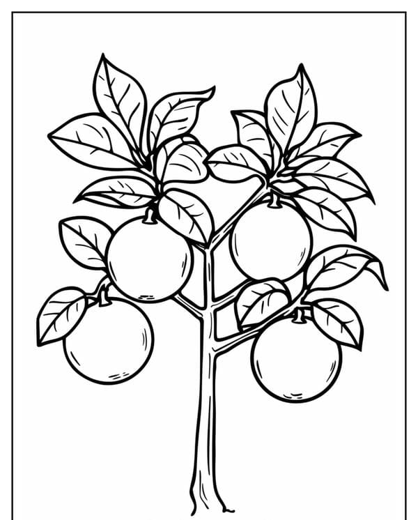 tranh tô màu quả cam 11
