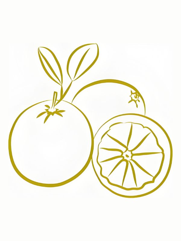 tranh tô màu quả cam 16