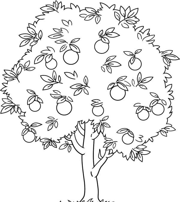 tranh tô màu quả cam 2
