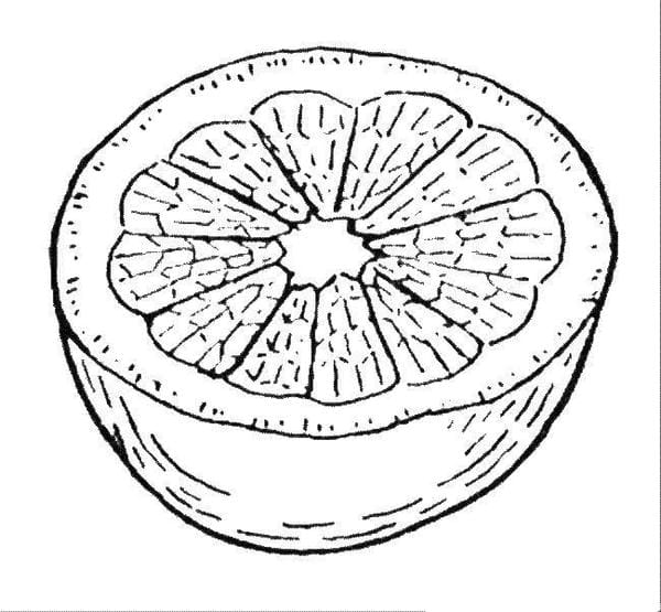 tranh tô màu quả cam 6