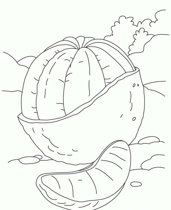 tranh tô màu quả cam 8