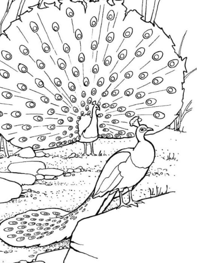 tô màu con công 29