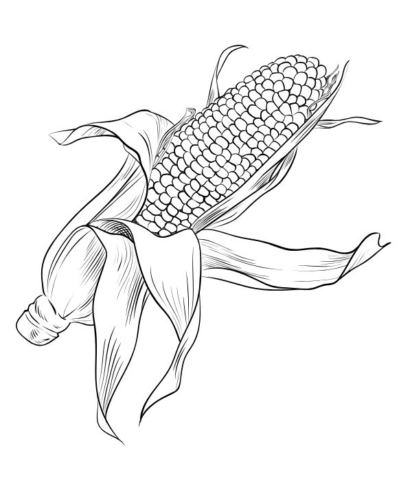 tô màu bắp ngô 19