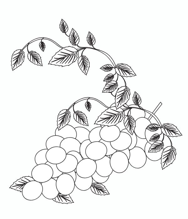 tô màu chùm nho 30