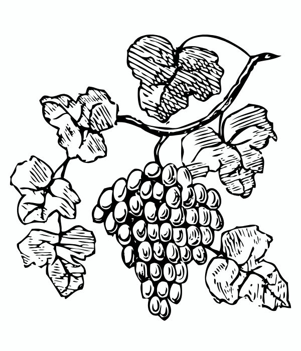 tô màu chùm nho 5