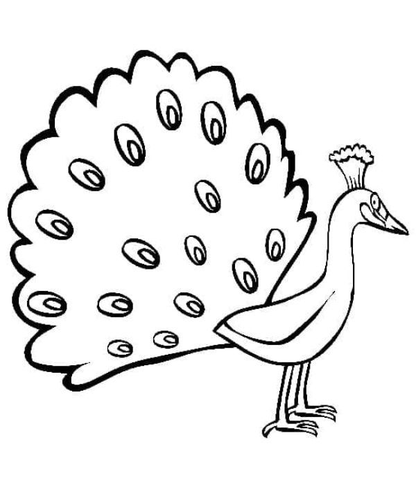 tô màu con công 20