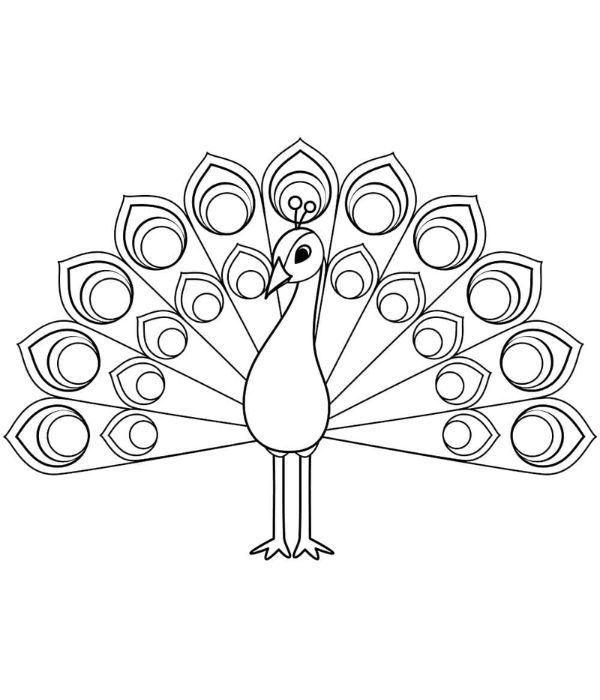 tô màu con công 22