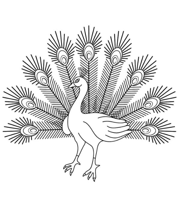 tô màu con công 24