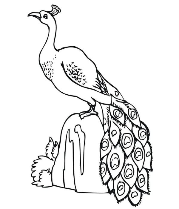 tô màu con công 28