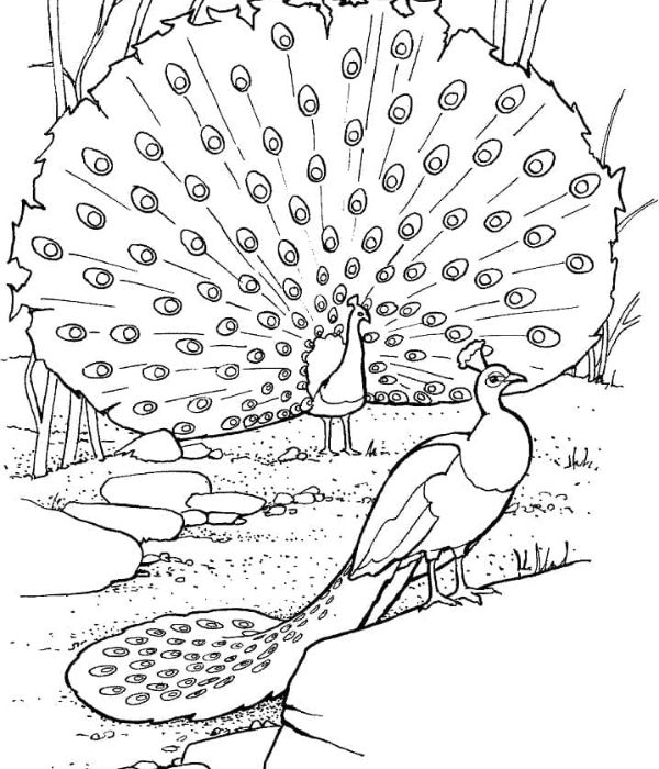 tô màu con công 29