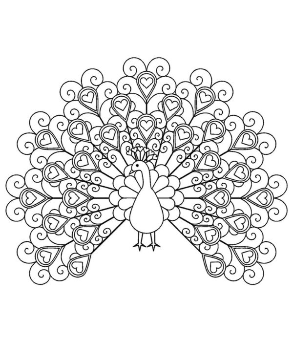 tô màu con công 3