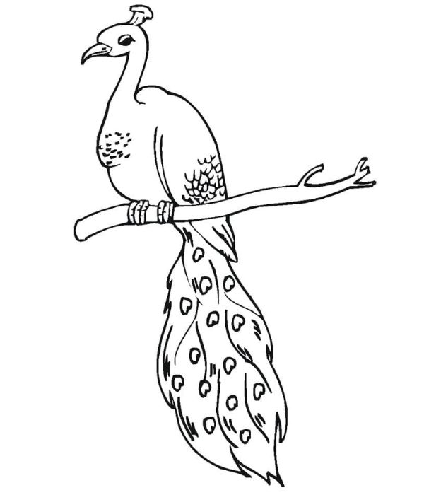 tô màu con công 33