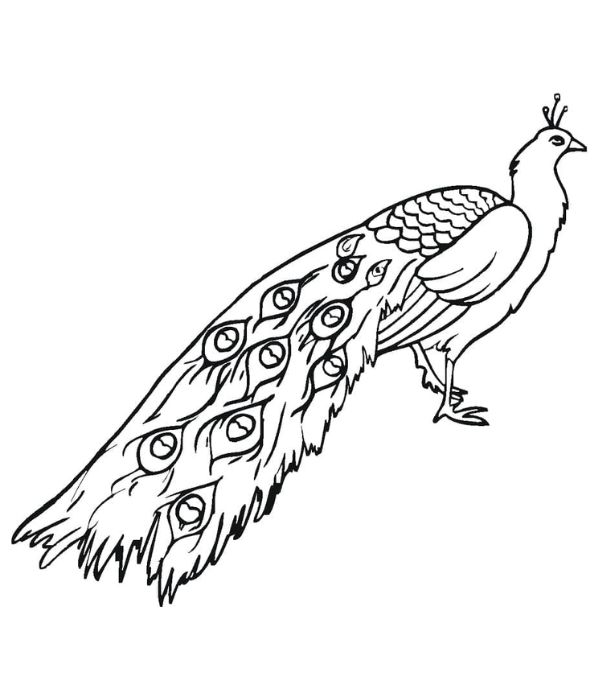 tô màu con công 34