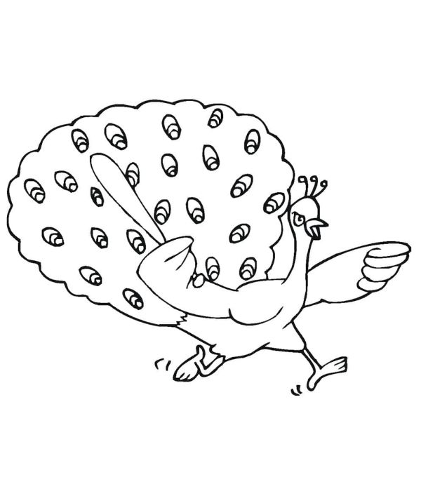 tô màu con công 37