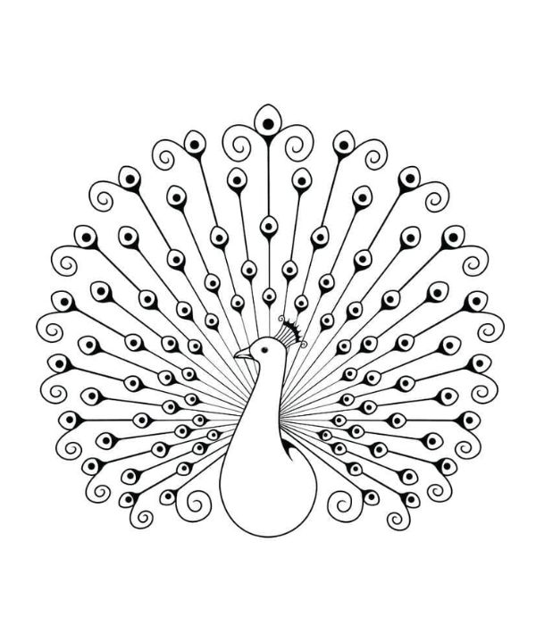 tô màu con công 41