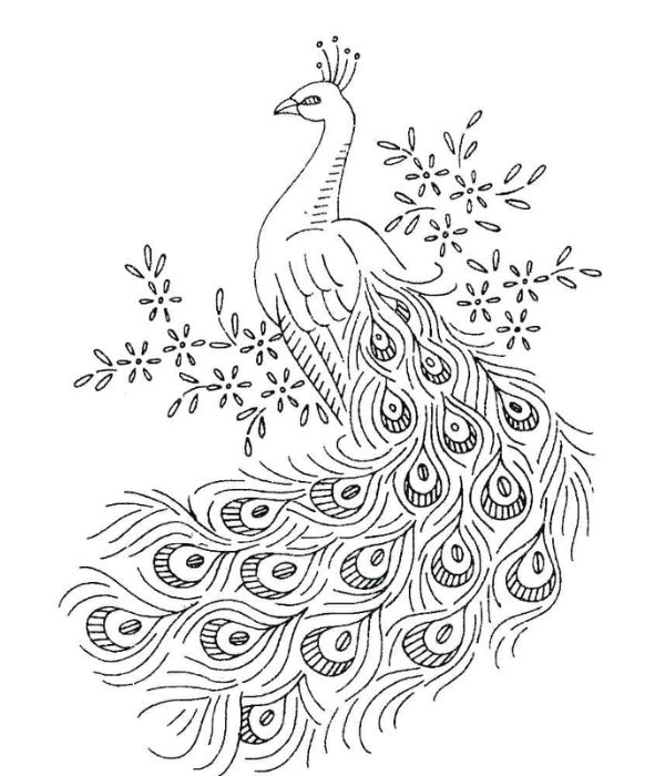 tô màu con công 42