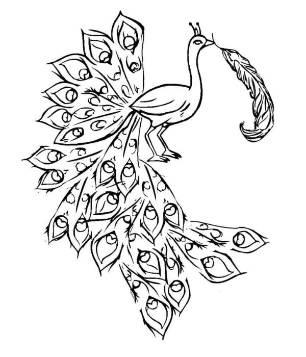 tô màu con công 43