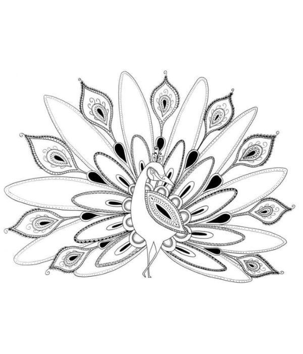 tô màu con công 6