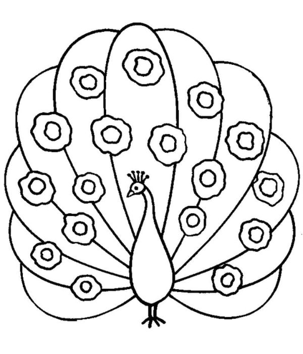 tô màu con công 9