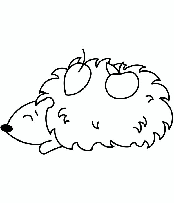 tô màu con nhím 21