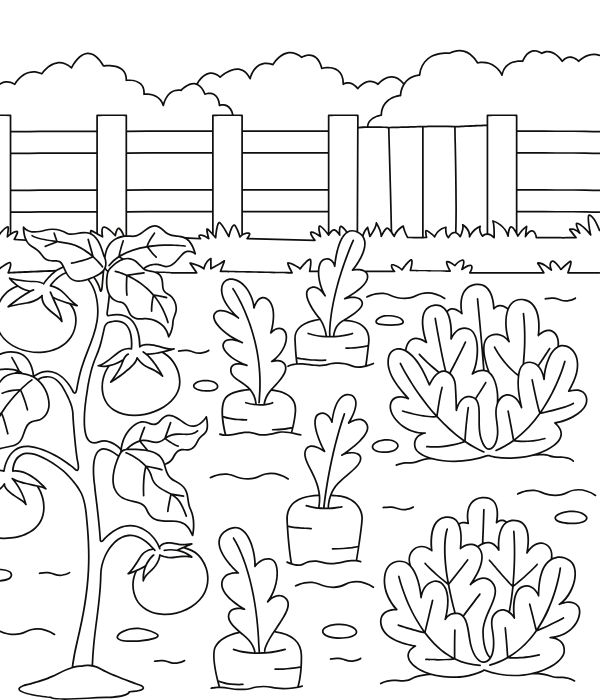 tranh tô màu củ cà rốt 13