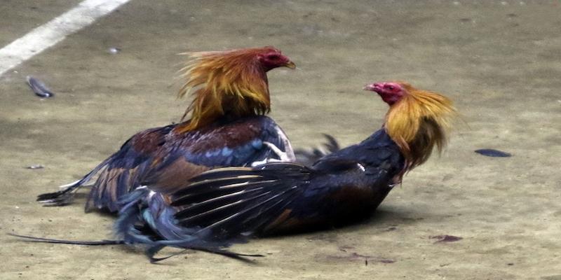 Ưu-diem-noi-bat-nhat-cua-sanh-game-da-ga-Rik88