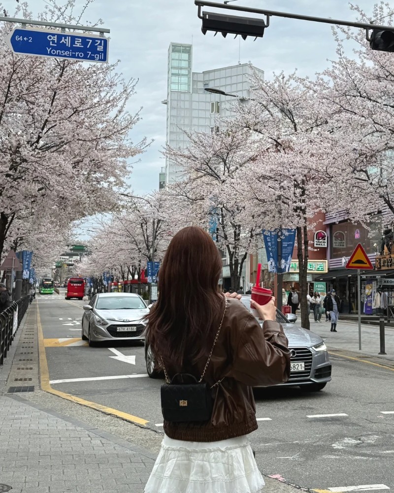 Cô gái Hàn Quốc đứng giữa đường với hàng hoa anh đào