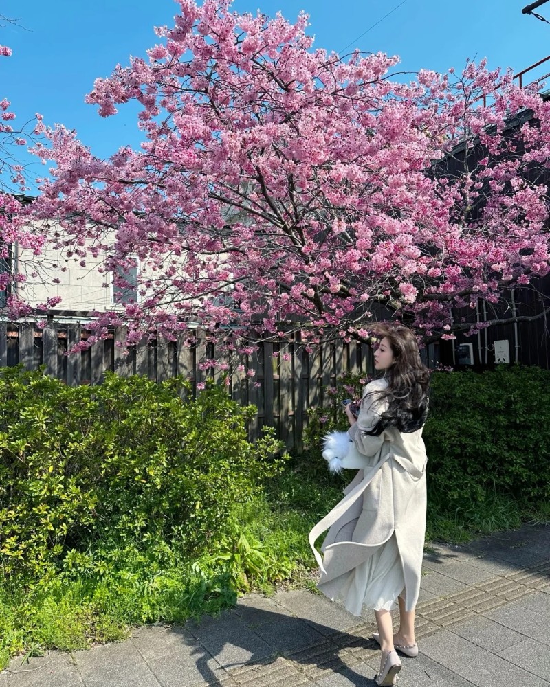 tạo dáng trước cây hoa anh đào